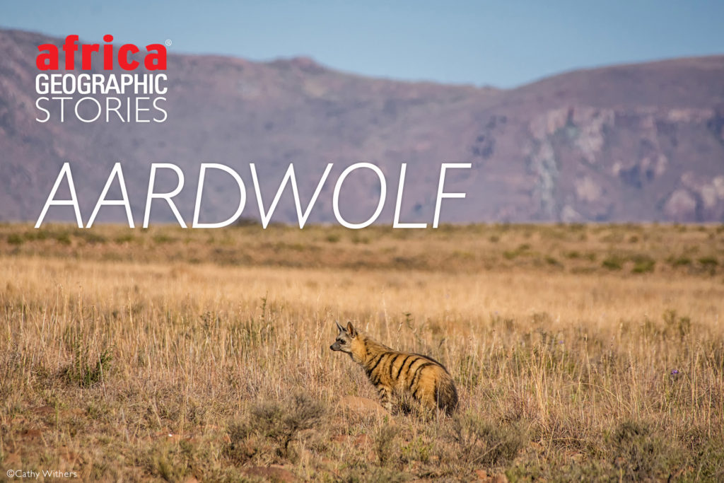 Aardwolf - Africa Geographic