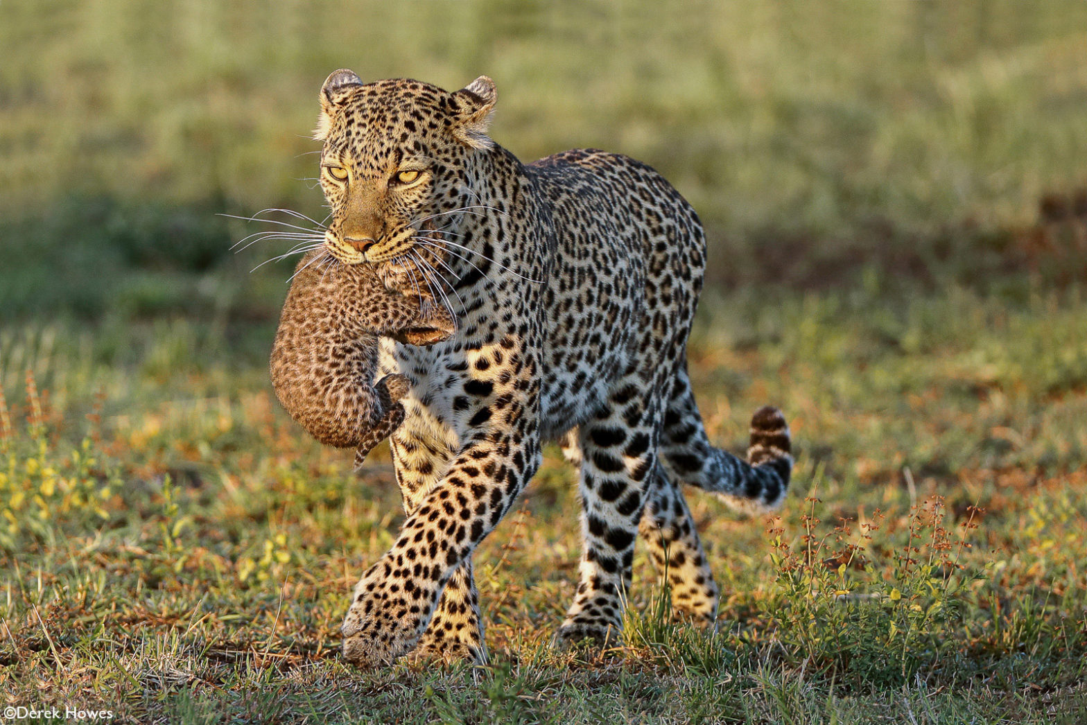 Photographer of the Year 2021 Weekly Selection: Week 1 - Africa Geographic