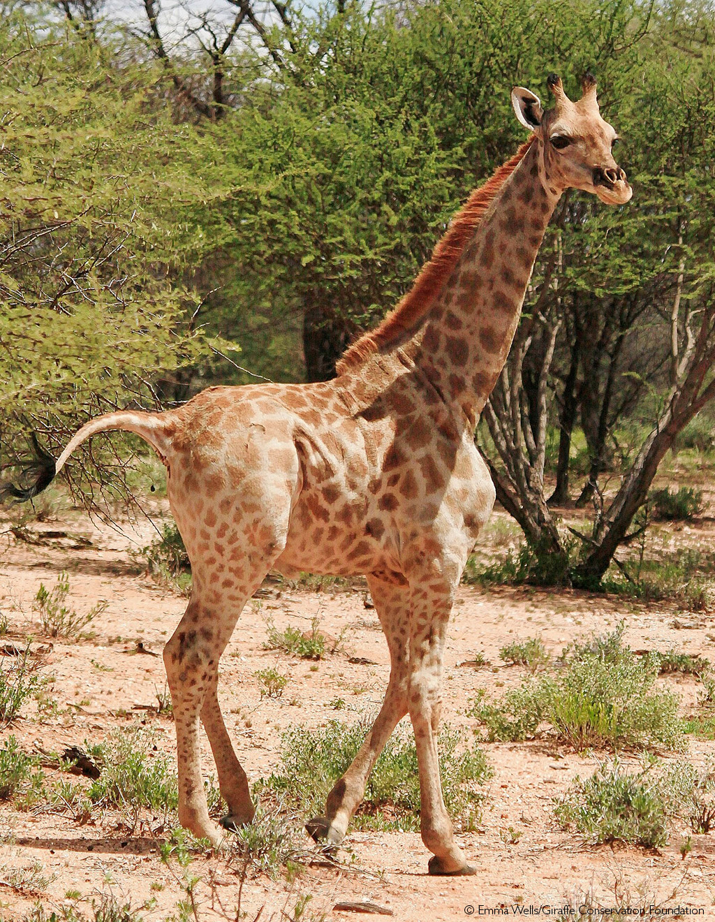 giraffe with down syndrome