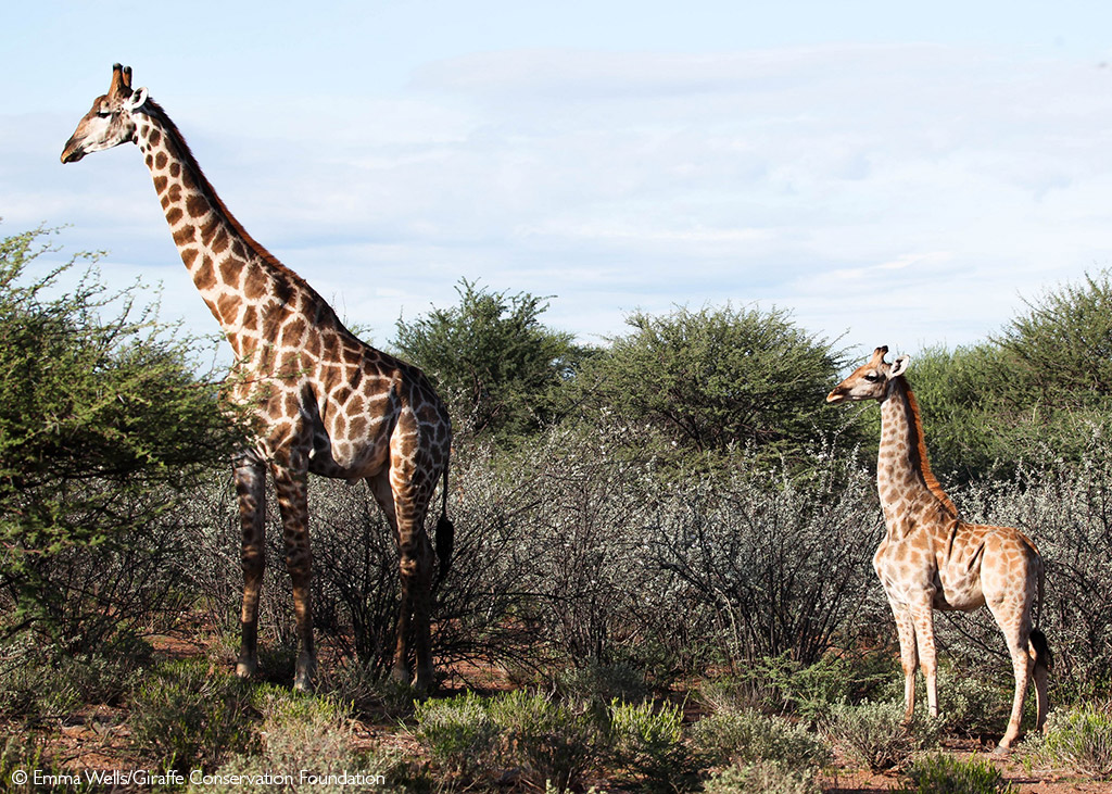https://africageographic.com/stories/dwarf-giraffe-seen-in-namibia-and-uganda/