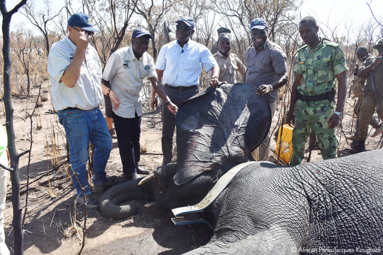 Largest collaring initiative to protect wildlife in Pendjari and W ...