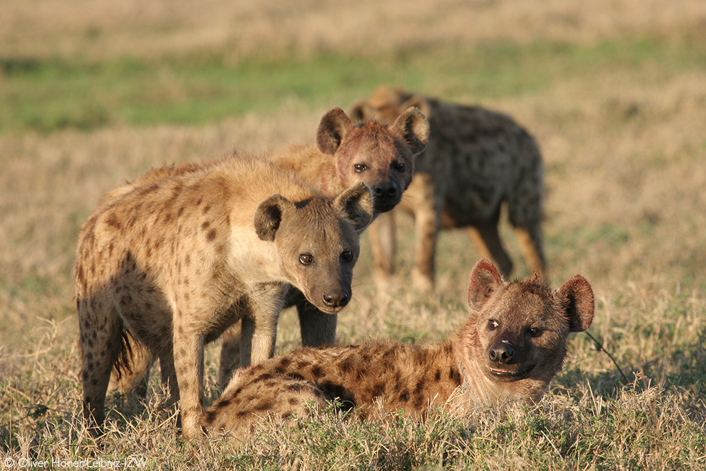 spotted hyenas