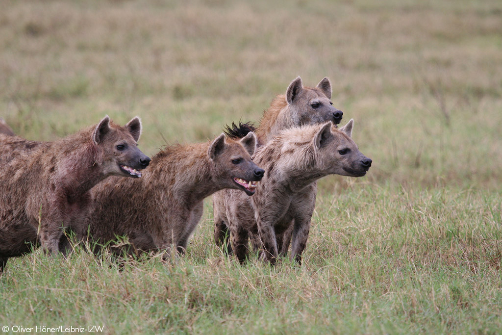 spotted hyenas