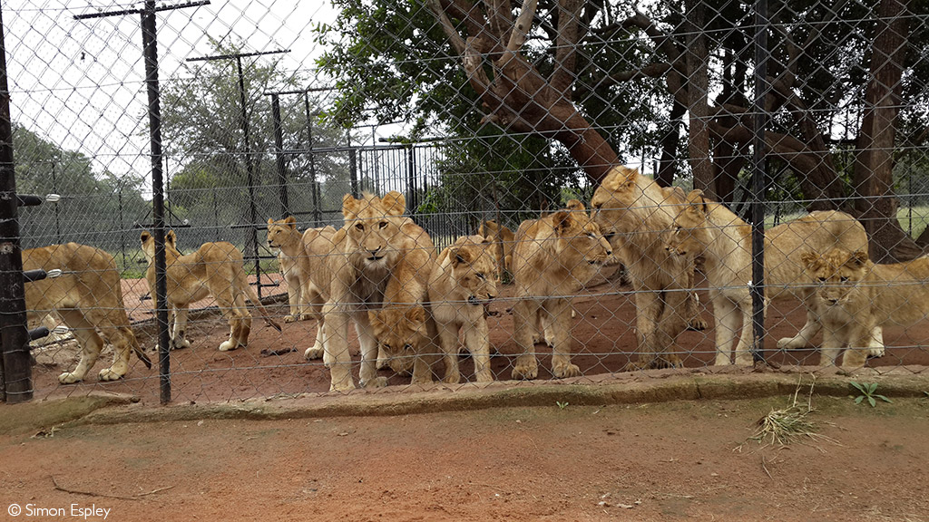 lions