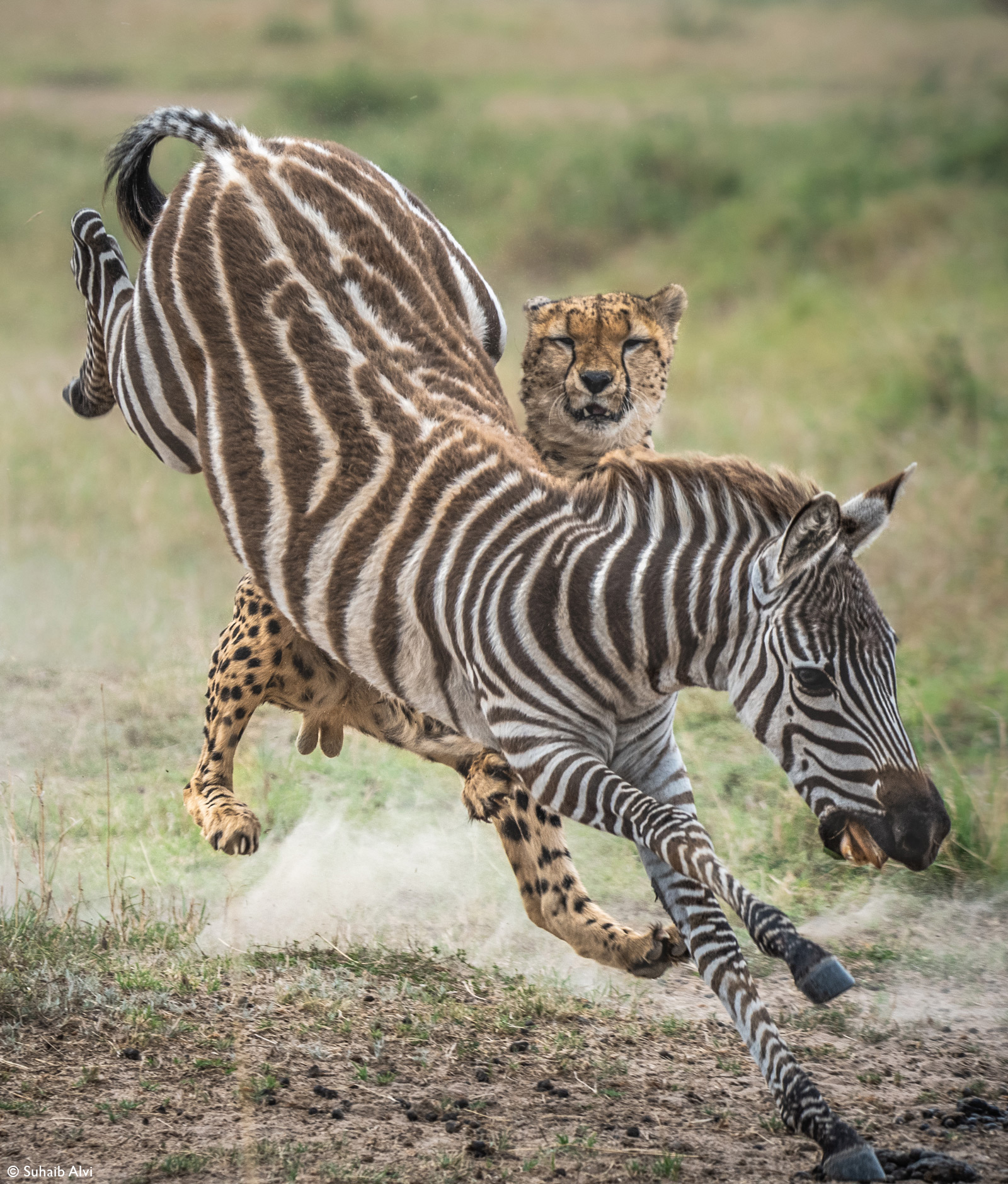 Suhaib-Alvi-fast-five-take-down-zebra-Maasai-Mara-Nation-Reserve-Kenya