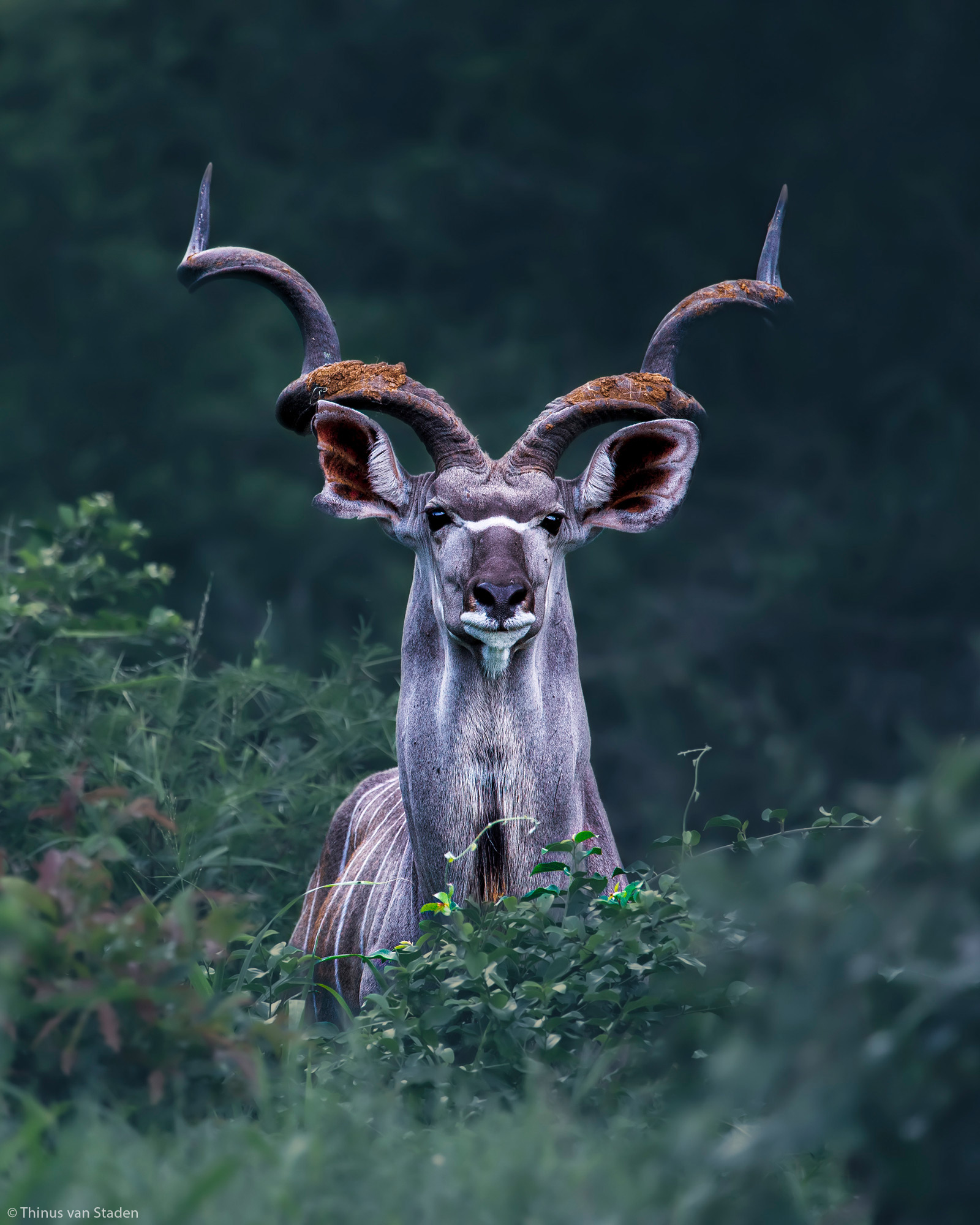 Thinus-van-staden-kudu-bull-salitje-drive-lower-sabie-knp-sa - Africa 