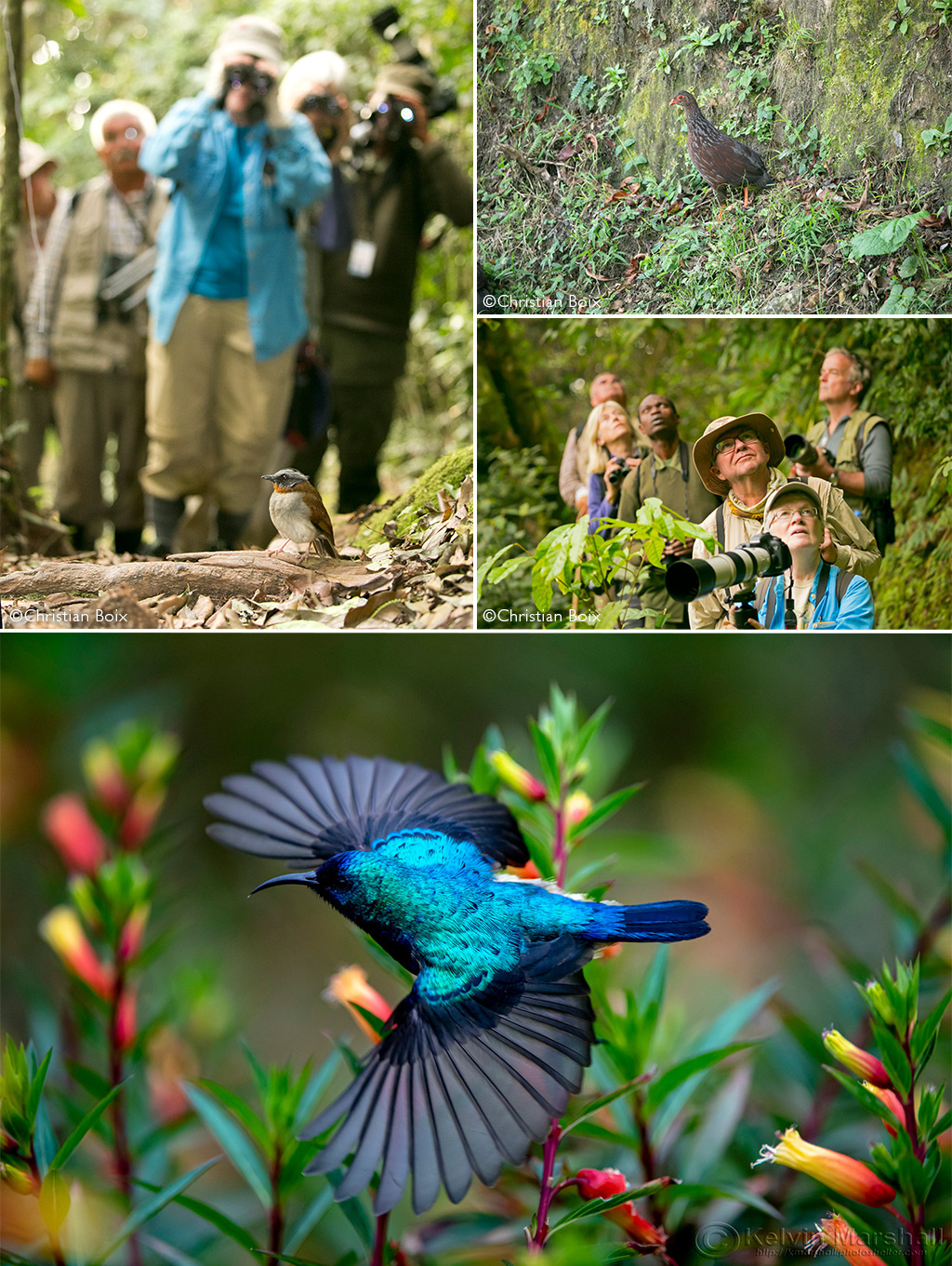 Nyungwe National Park