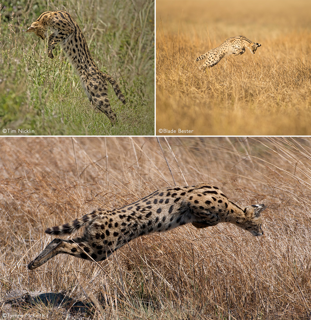 serval jumping for bird