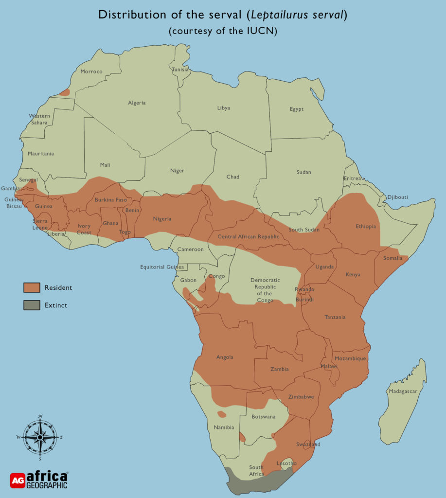 Serval Africa Geographic