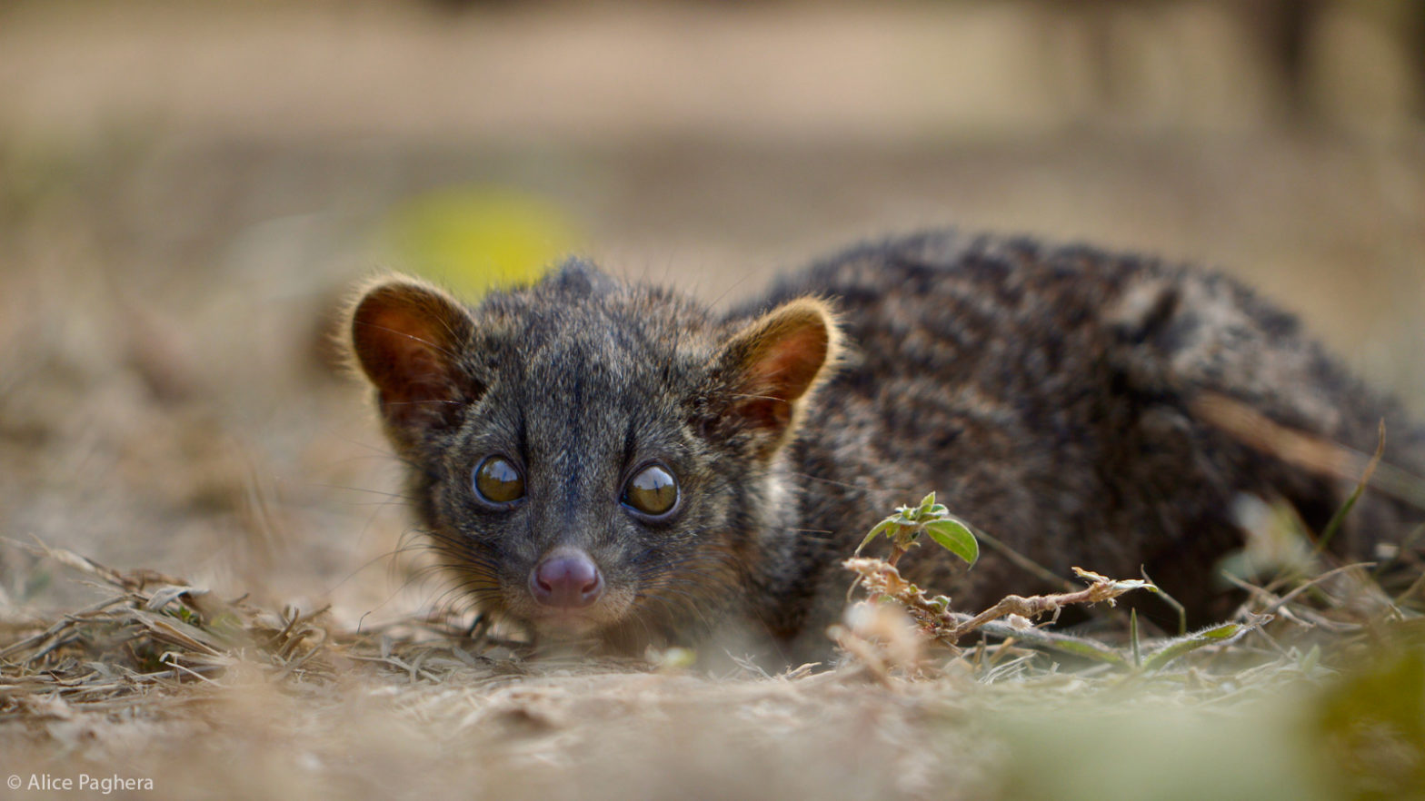 Alice Paghera African Palm Civet Natural Reserve Of Nzi Ivory Coast Africa Geographic 1097