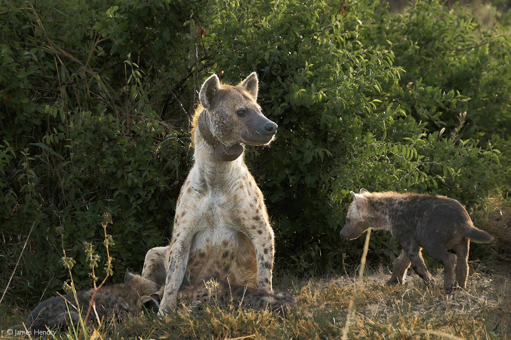 Wildlife dog tracking outlet systems