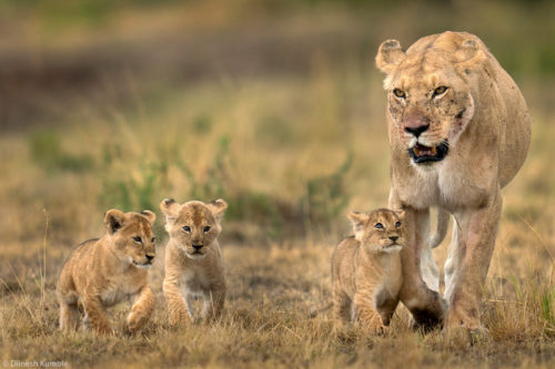 Photographer of the Year 2021 Weekly Selection: Week 5 - Africa Geographic