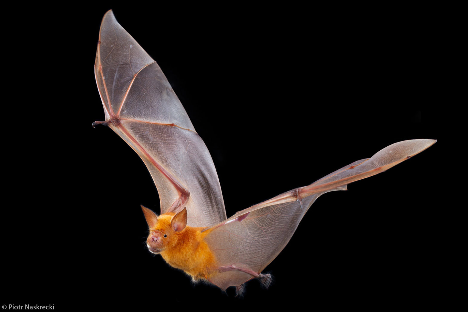 Bat Maputo Photographer of the Year 2021 Weekly Selection: Week 6 - Africa Geographic