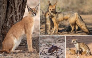 KGALAGADI - Africa Geographic