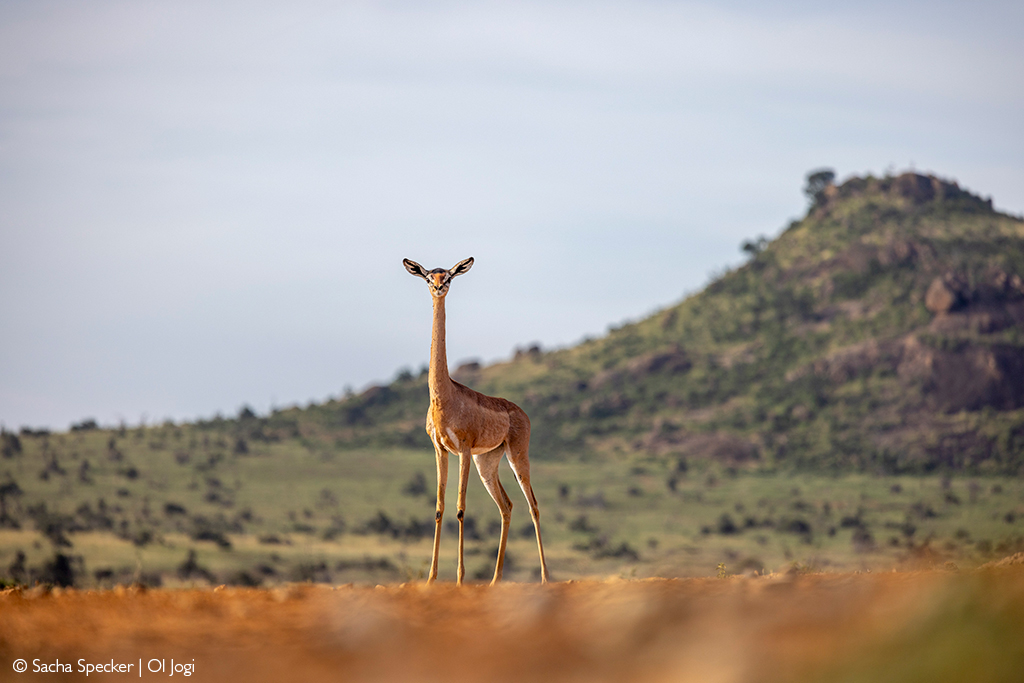 Laikipia gerenuk