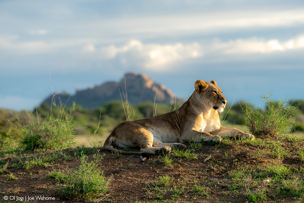 Laikipia lion