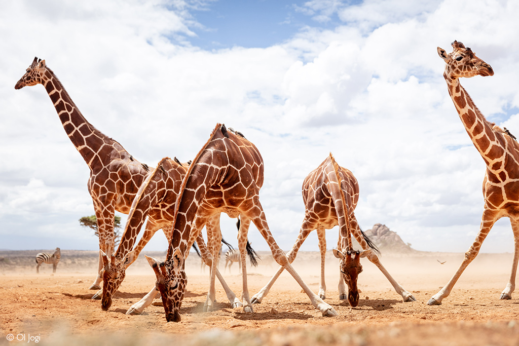 reticulated giraffe kenya