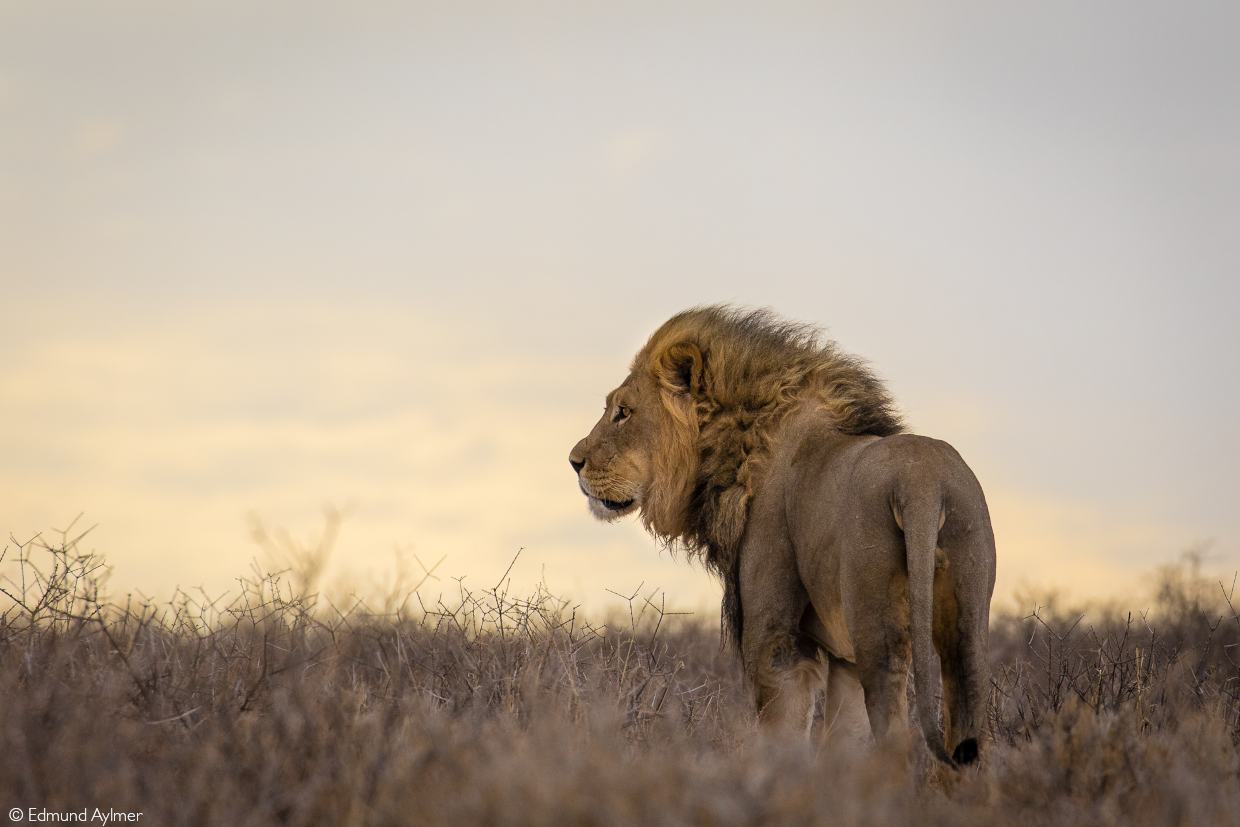 Translocating lions 