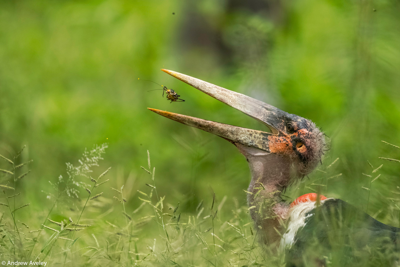 Red-tailed pipe snake not dangerous. but like to lift and spread the tail  to threaten the enemy to misunderstand that is venomous imitate cobra. in  agricultural garden countryside of Thailand. Stock Photo