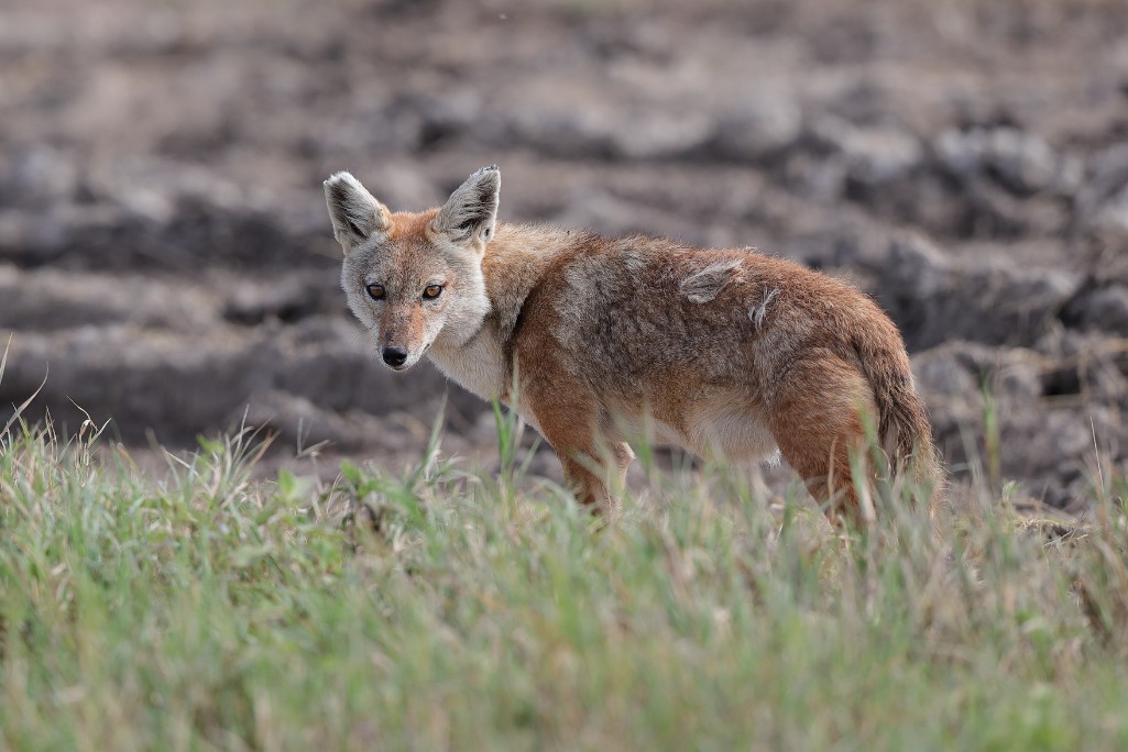 African golden wolf