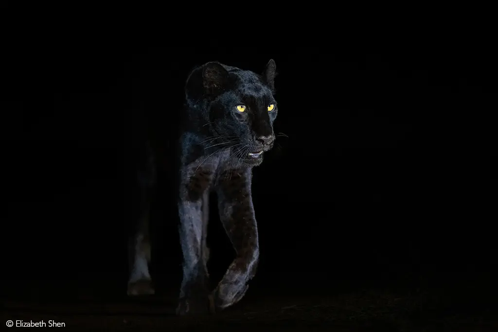 black leopard kenya