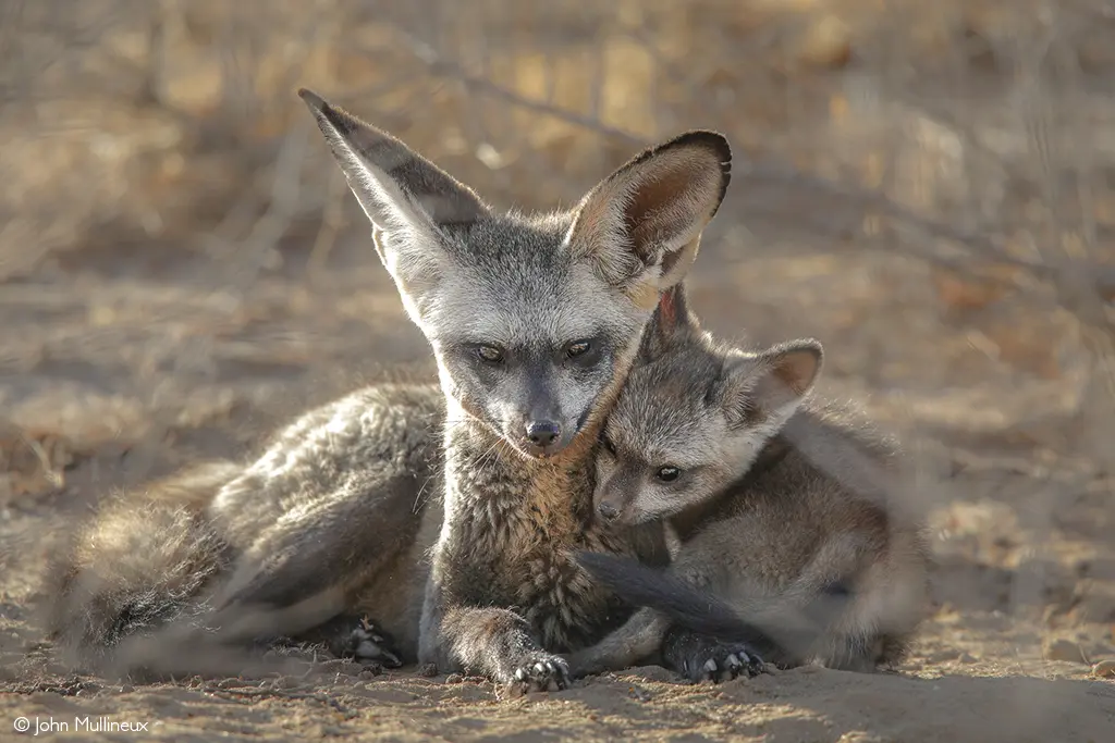Bat eared fox and kit, Kgalagadi