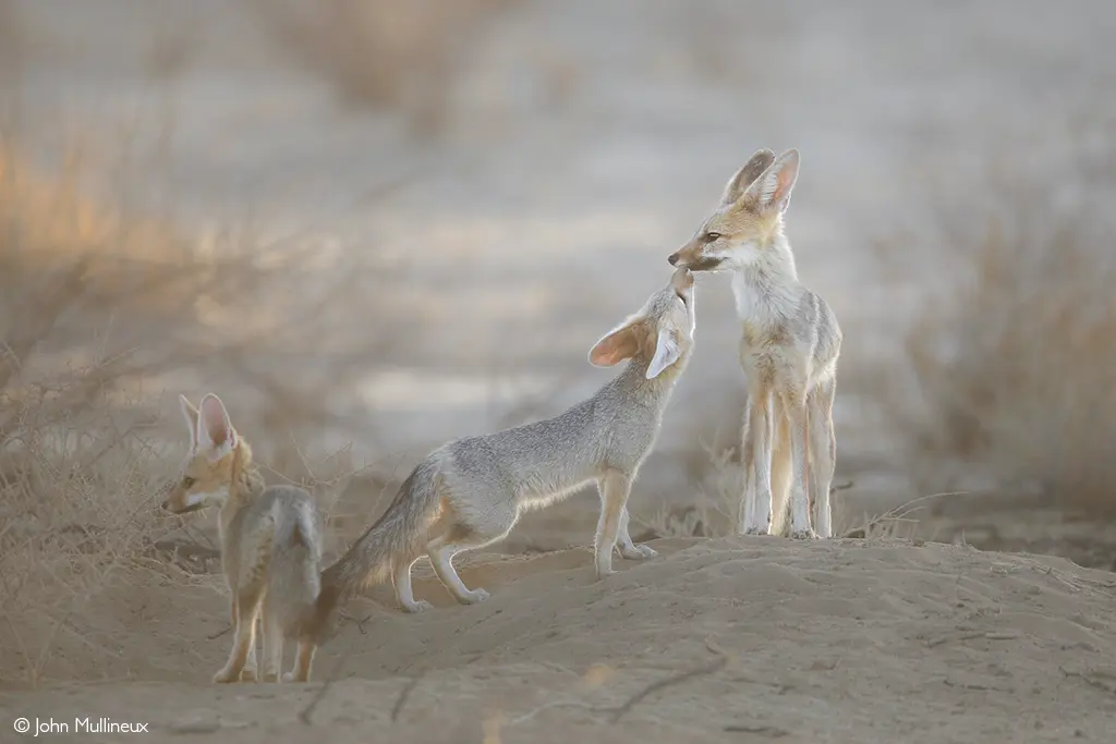 Cape fox