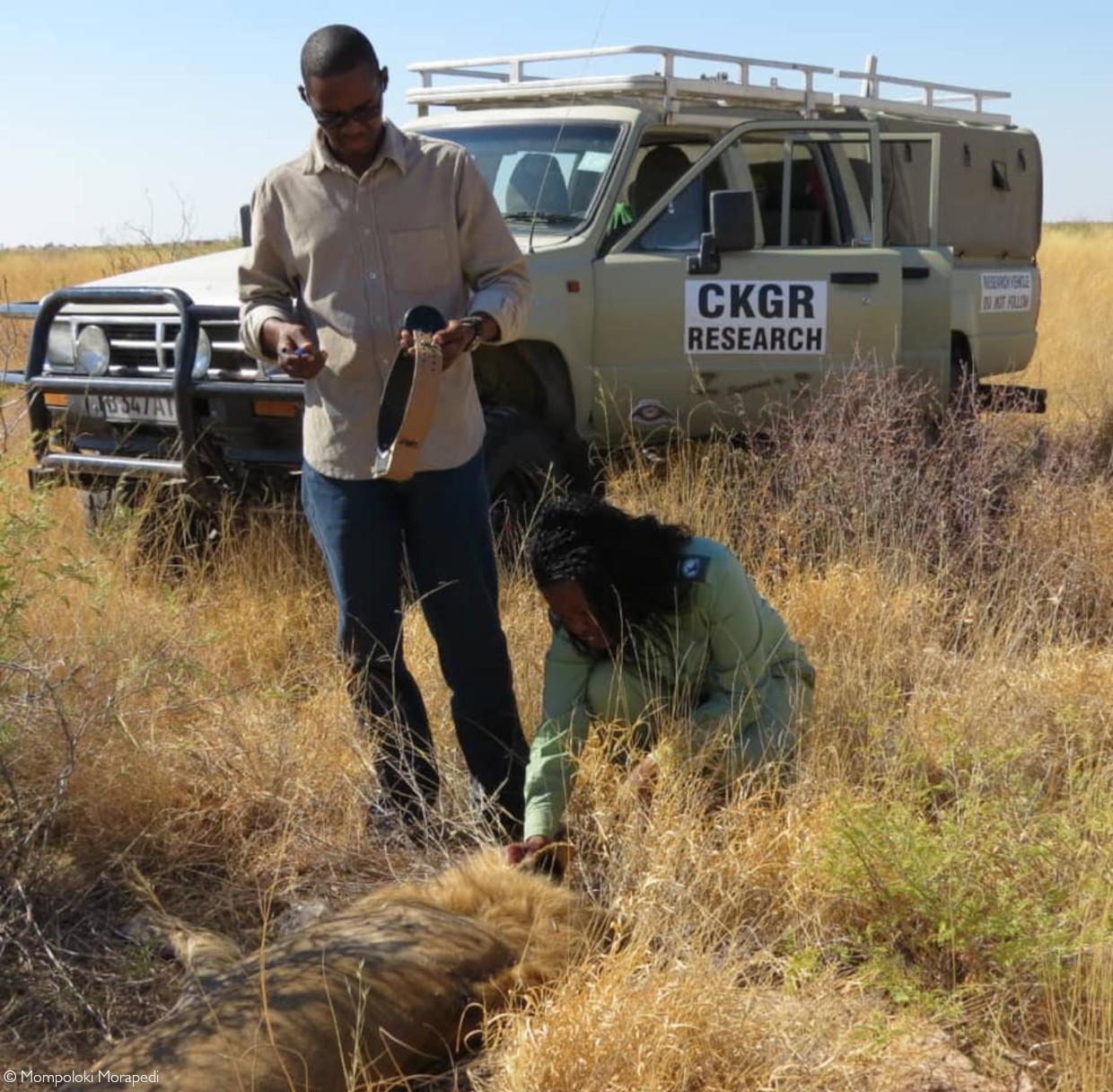 Translocating lions