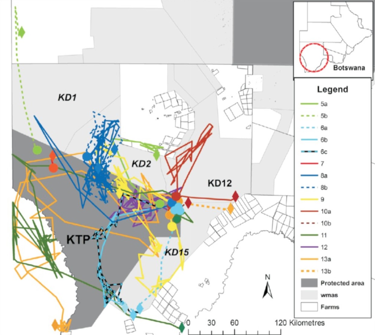 Translocating lions 