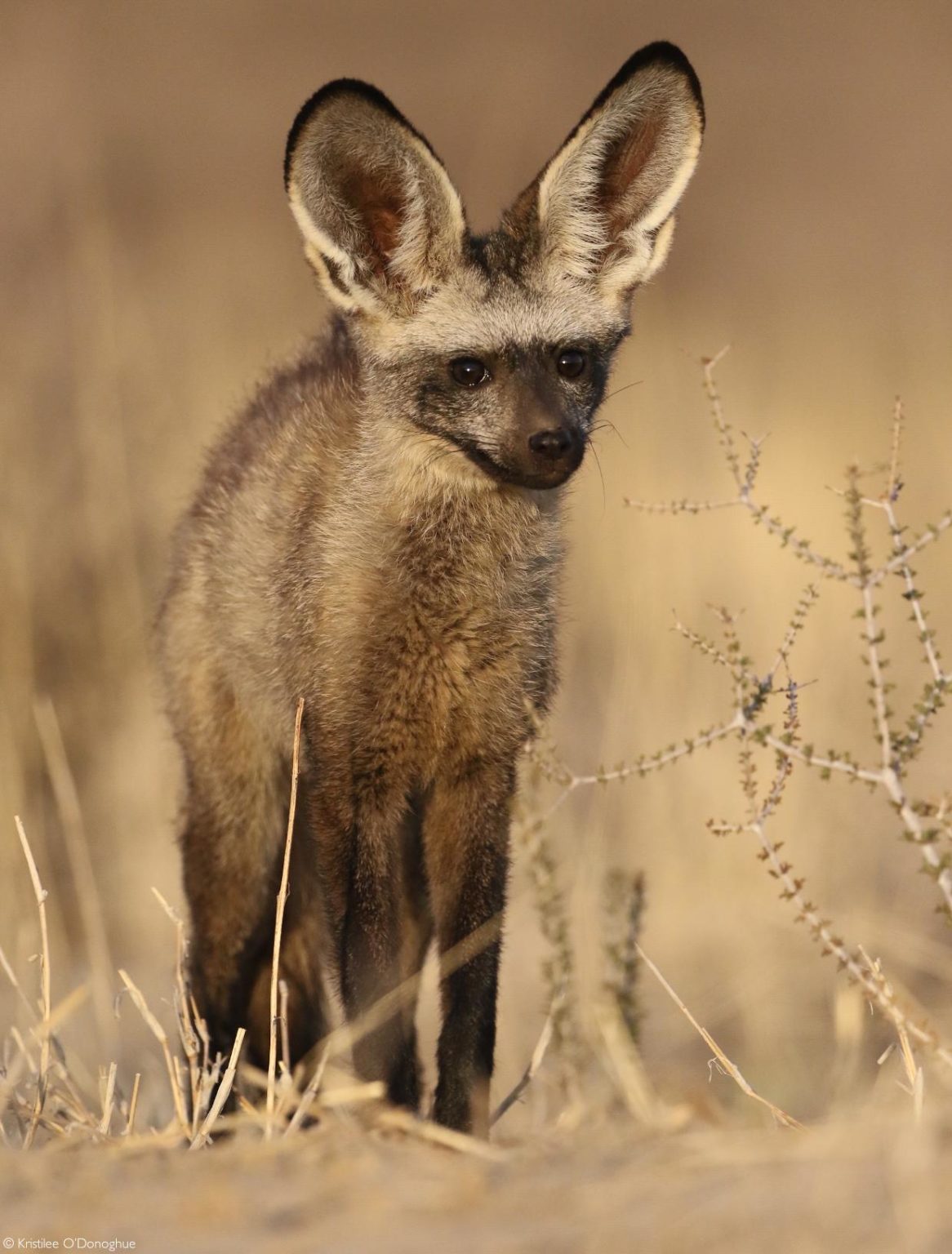 crypto canid species