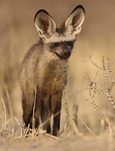 African canids - 11 fascinating species - Africa Geographic