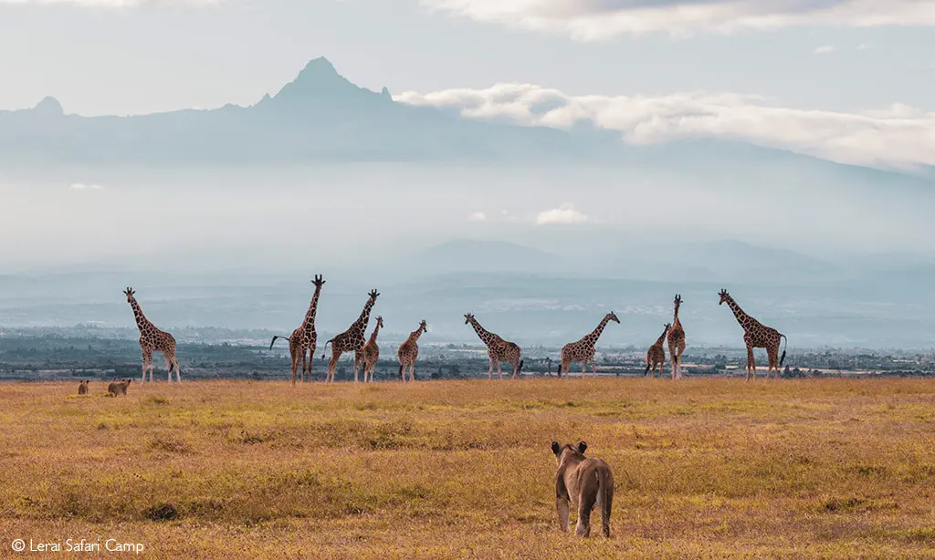 Lion searching giraffes Laikipia