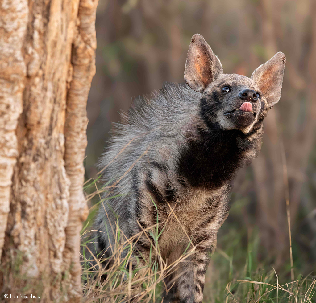 Laikipia striped hyena