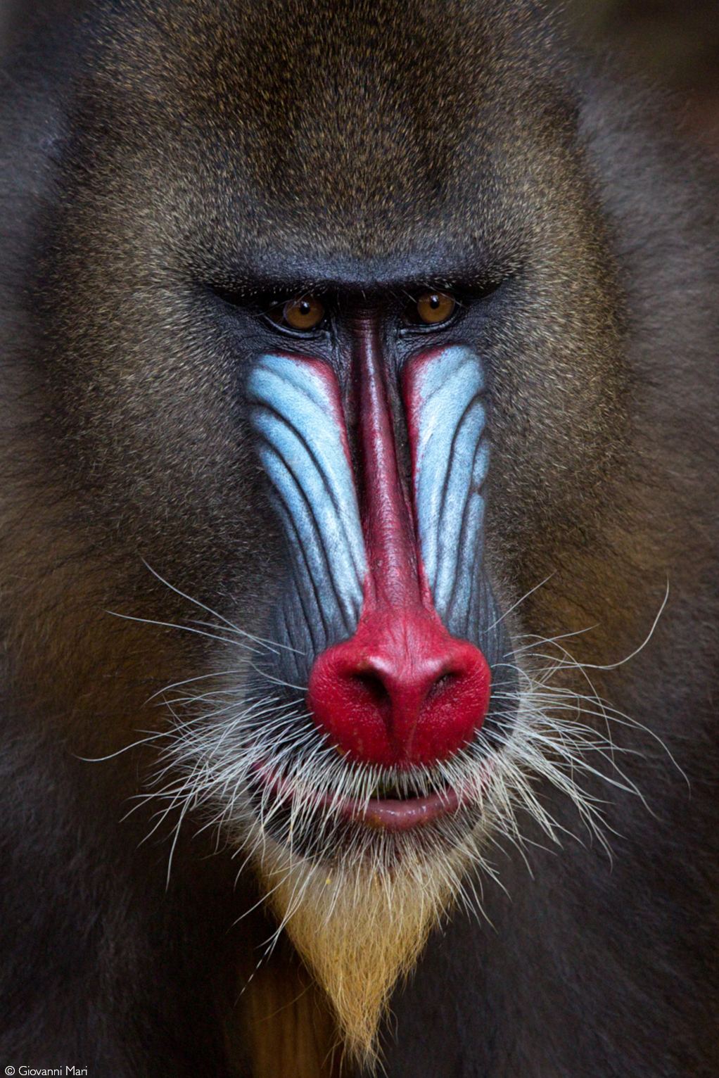 Mandrill - a colourful character - Africa Geographic