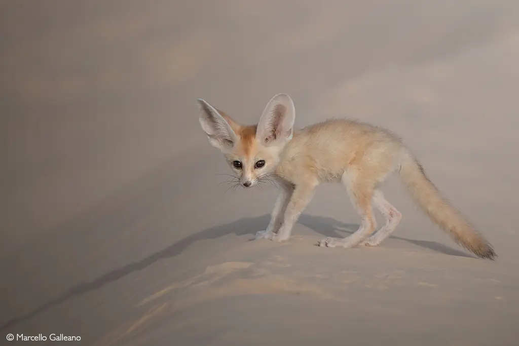 Fennec fox