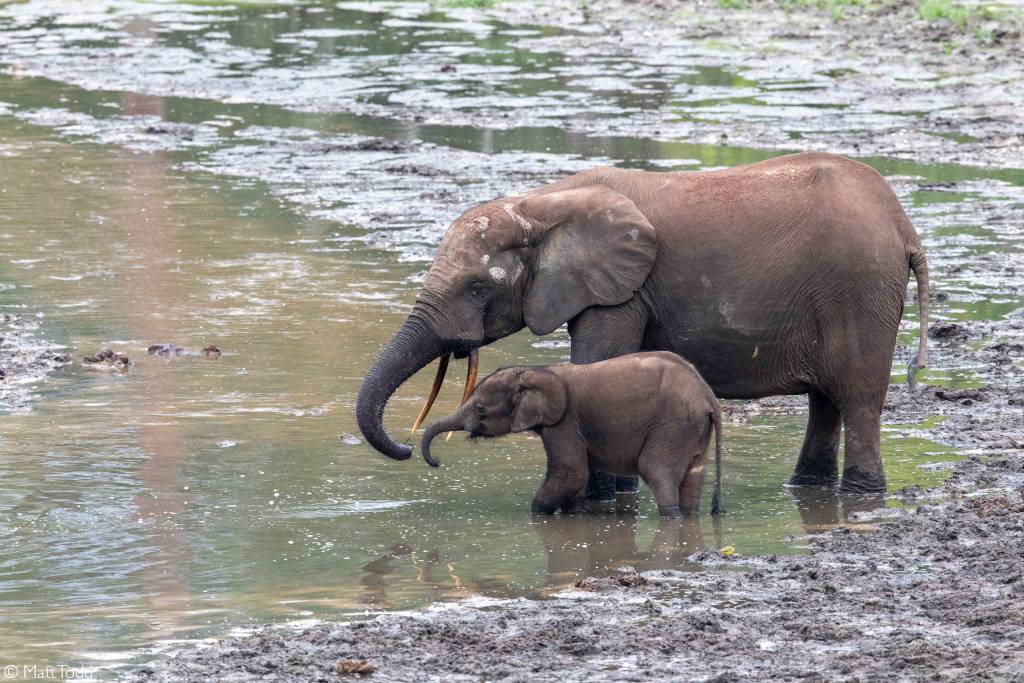 Forest elephant