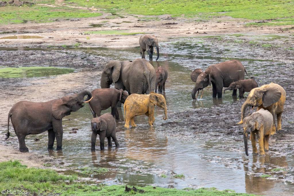 Forest elephant