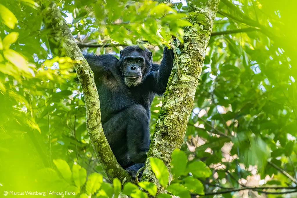 Nyungwe National Park