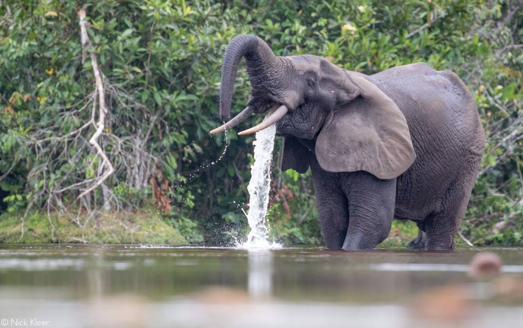 Forest elephants - vanishing ghosts - Africa Geographic