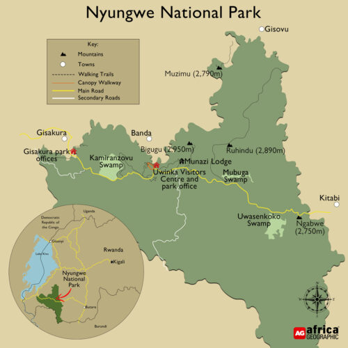 Come on a Nyungwe National Park trip with us