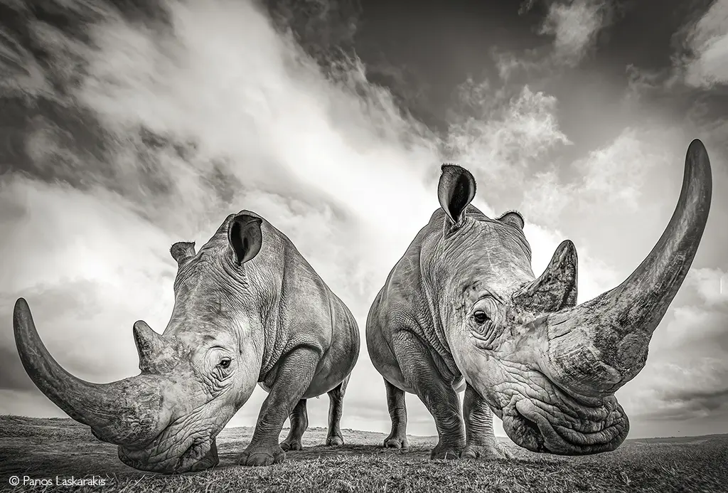 rhinos