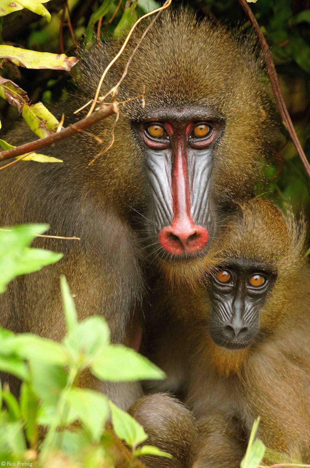 gabon mandrill safari