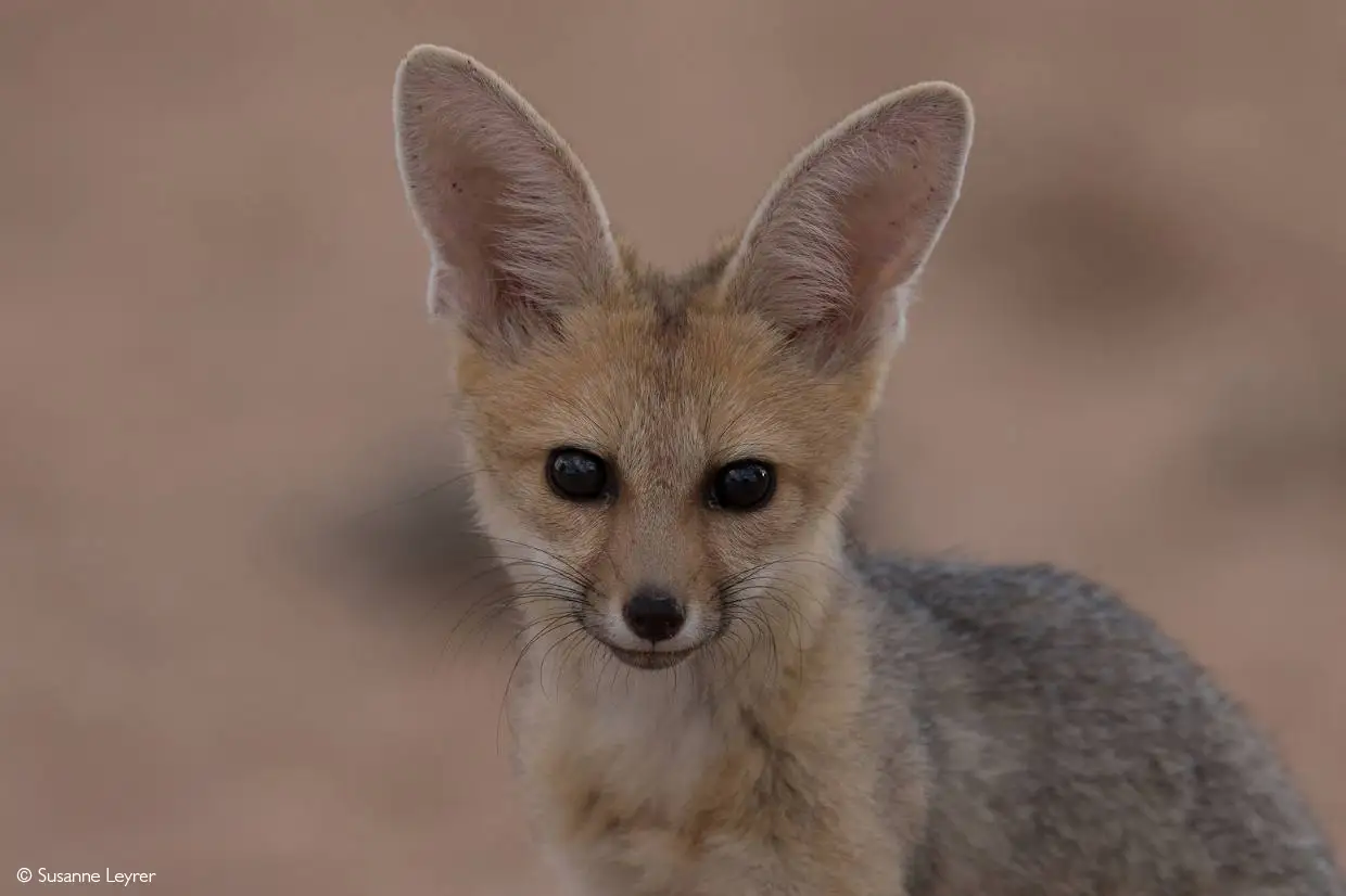 Cape fox