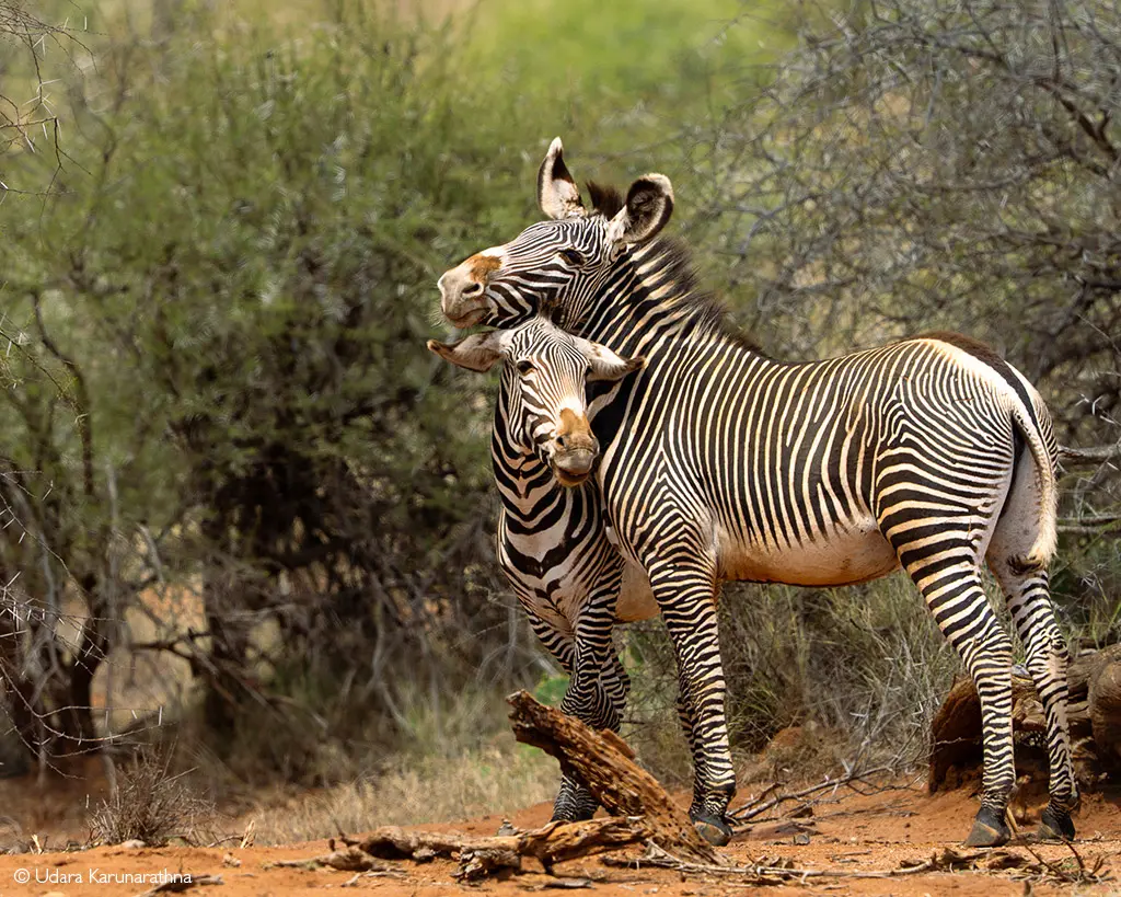 Grevy's zebra