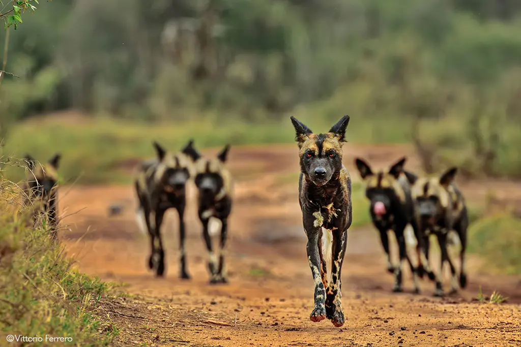 laikipia
