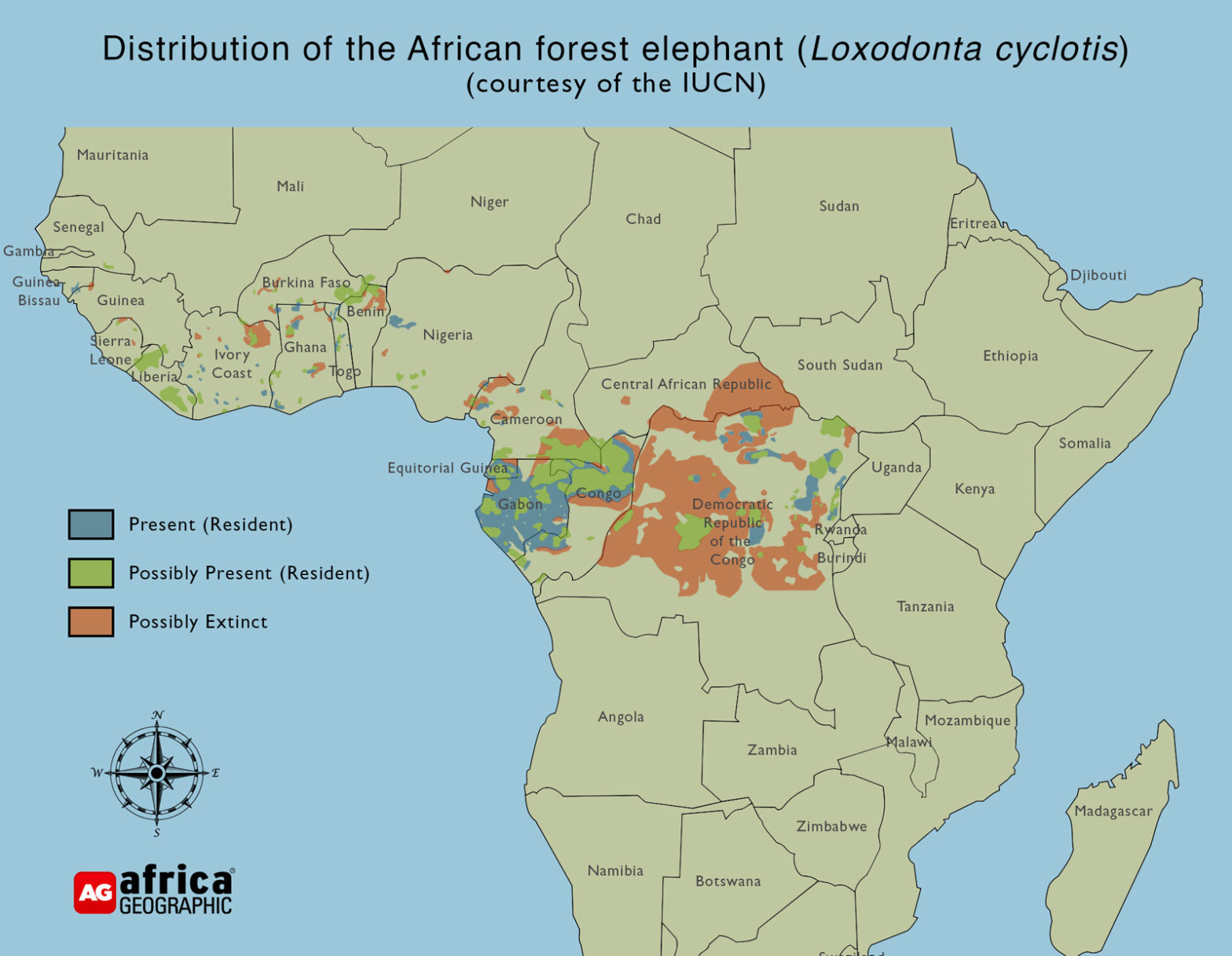 Forest elephants - vanishing ghosts - Africa Geographic