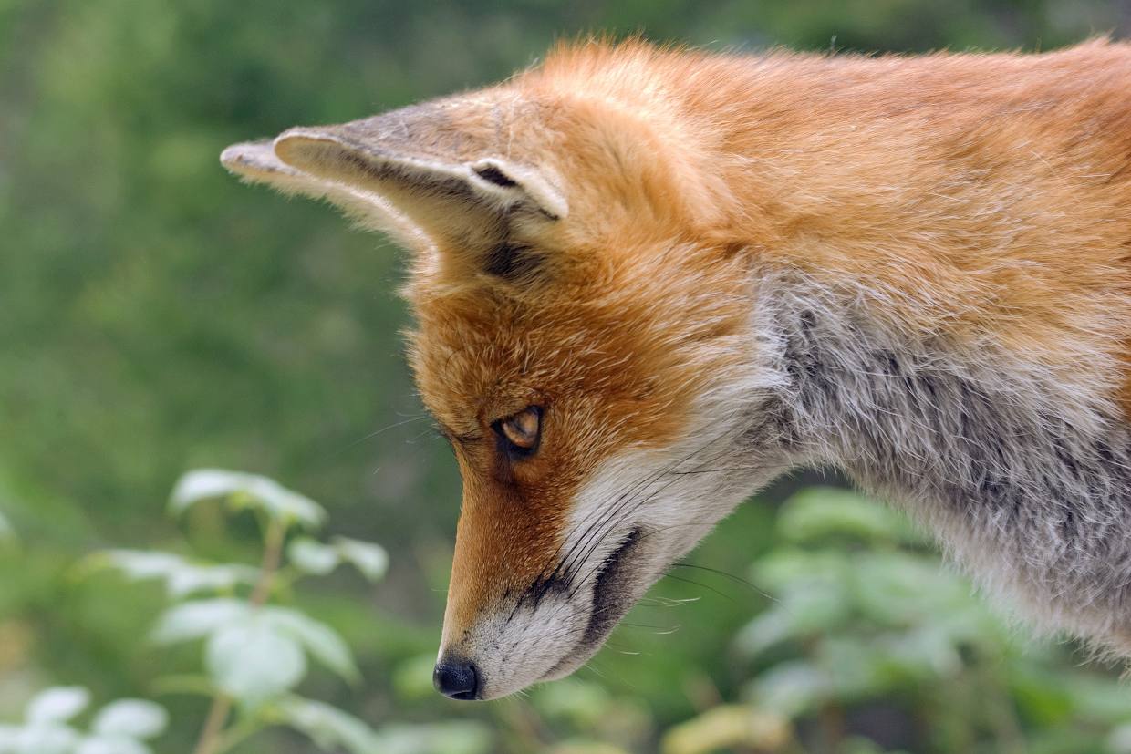 Rüppell’s fox