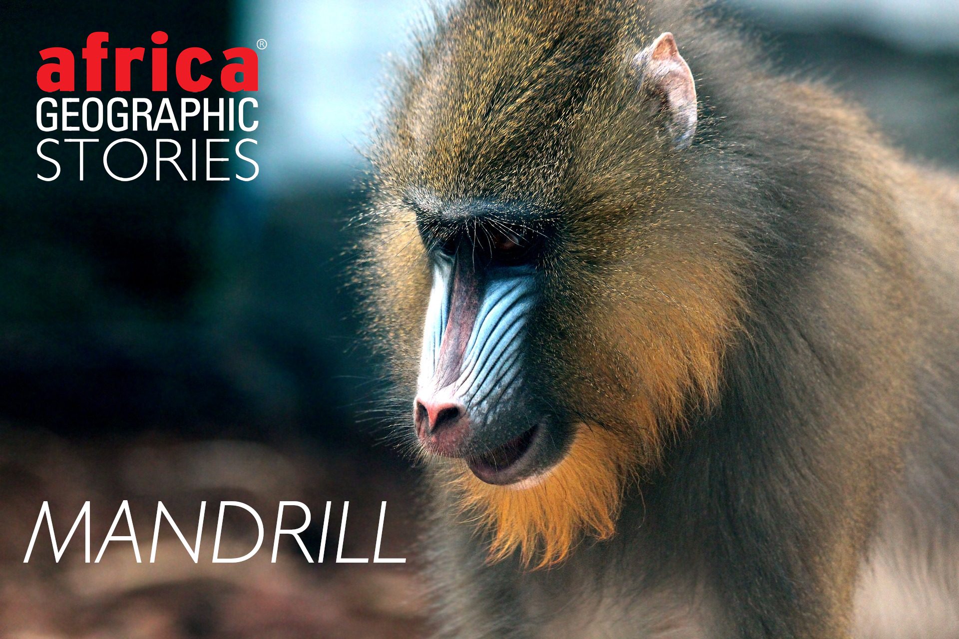 Mandrill - a colourful character - Africa Geographic