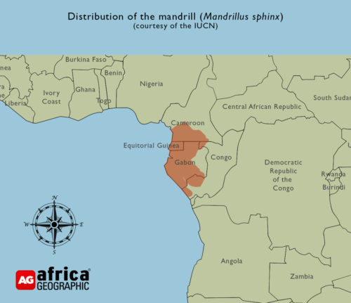Mandrill Map Mandrill - a colourful character - Africa Geographic