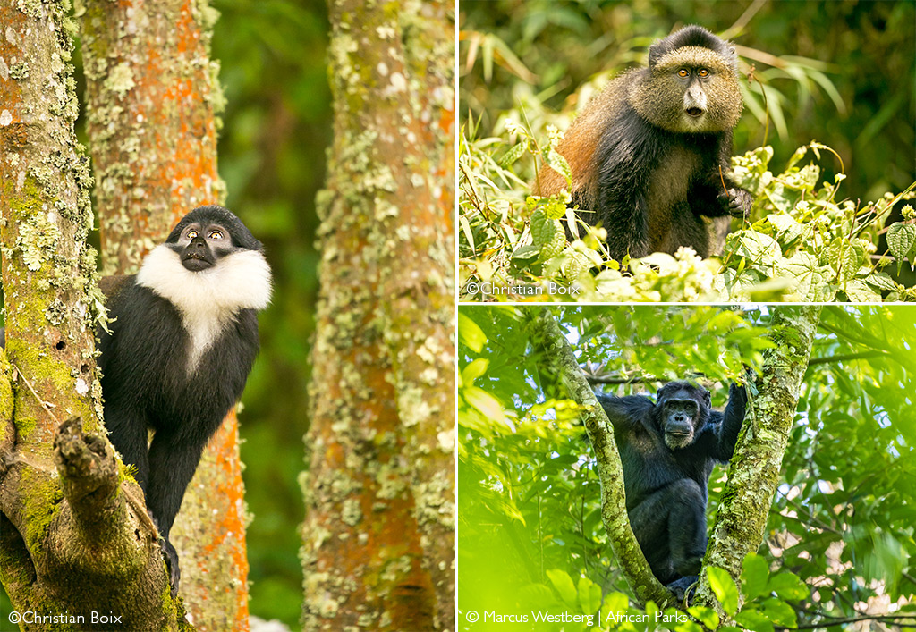 Nyungwe National Park